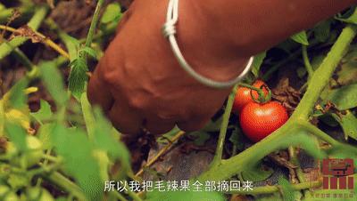 什么鱼没有刺还好吃适合做酸汤鱼,不去鱼鳞的酸汤鱼