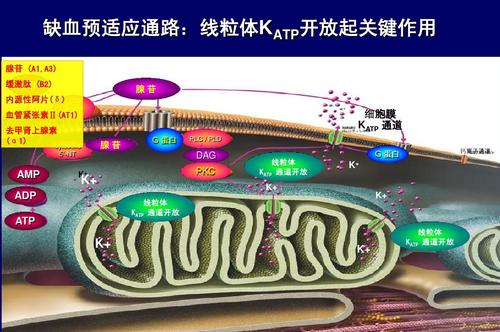什么是缺血预适应,什么是心脏缺血灶