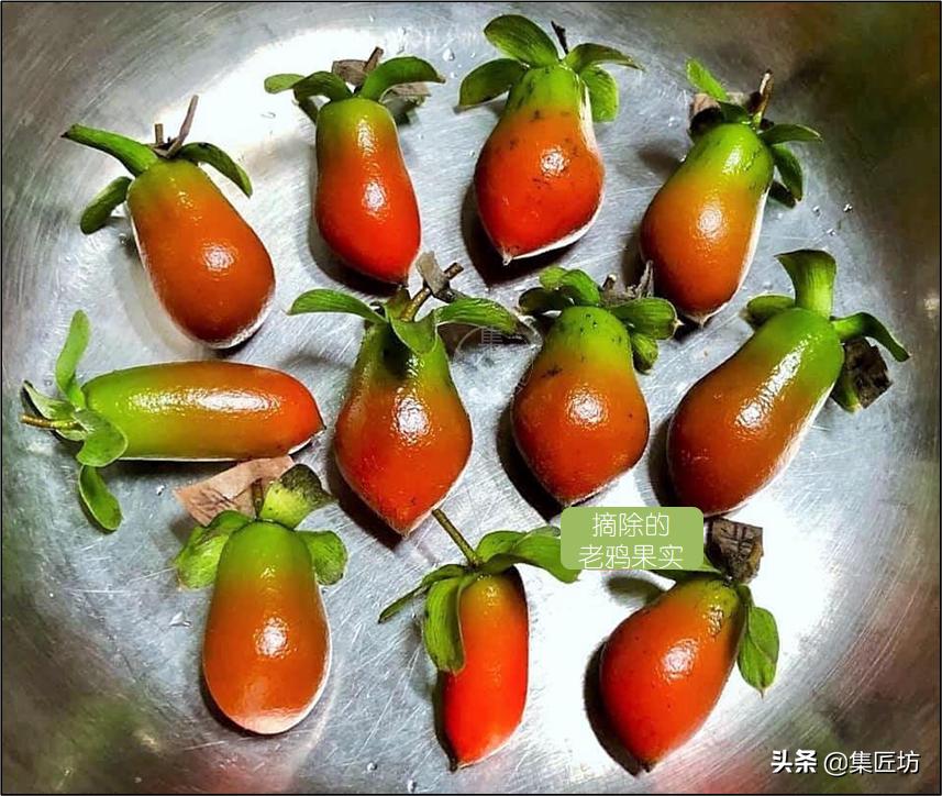 修剪不复杂学会修剪手法,修剪方法种类