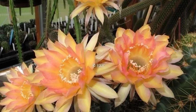 100种仙人球开花图鉴，平时丑丑的它们，开起花来，惊艳