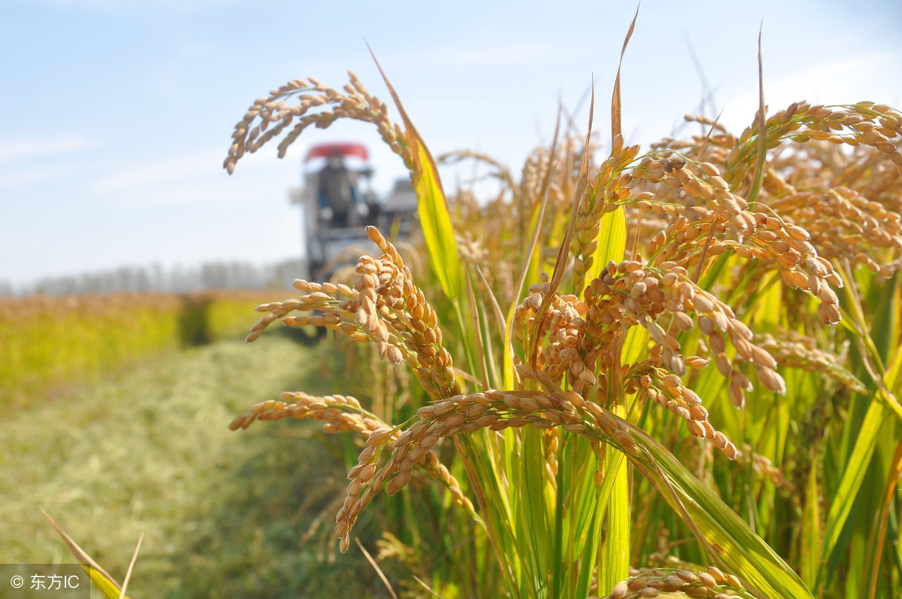 吉林最有名大米,吉林大米最好吃大米排名