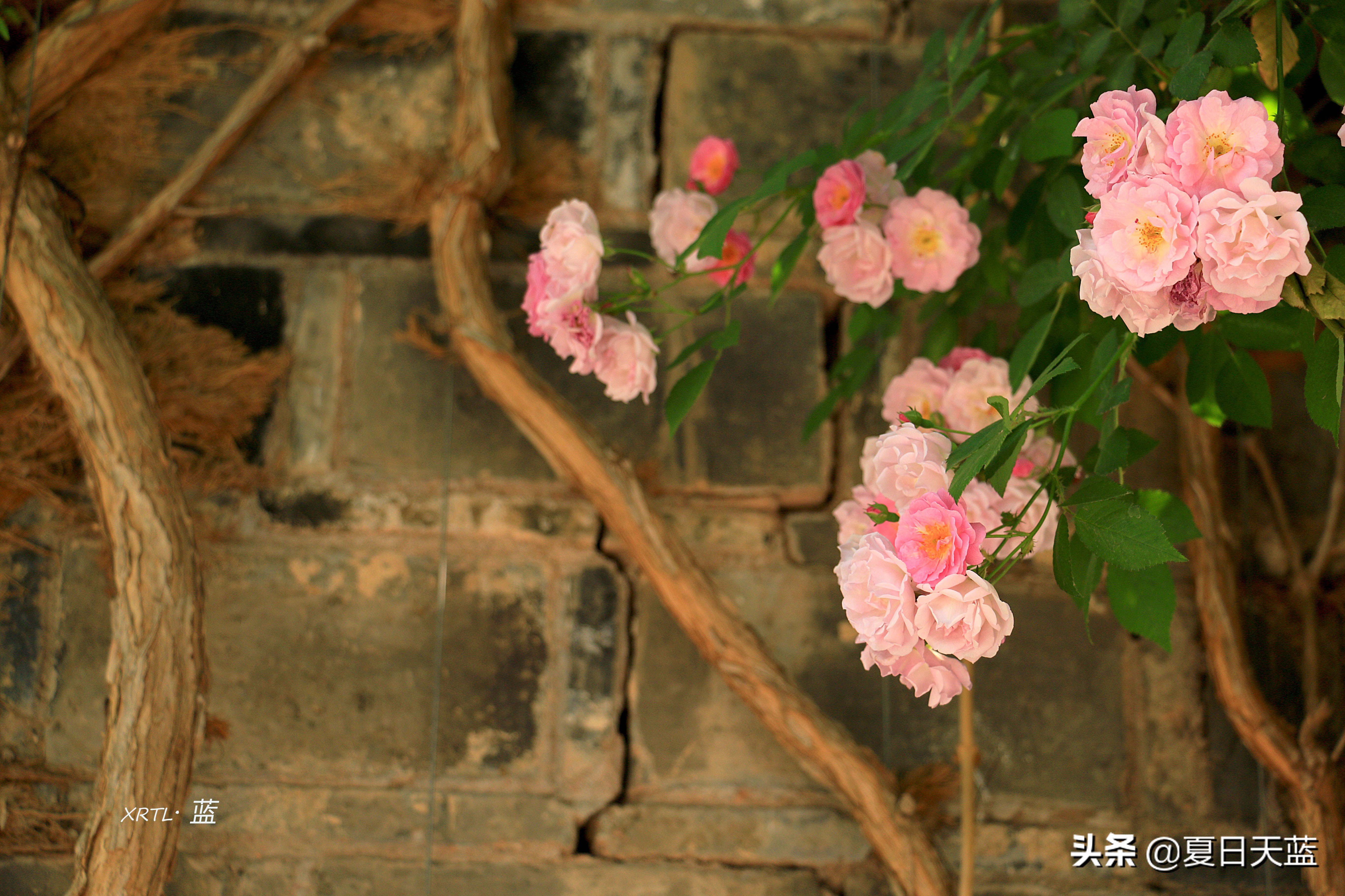 老门东蔷薇高清图片,老门东蔷薇花人像