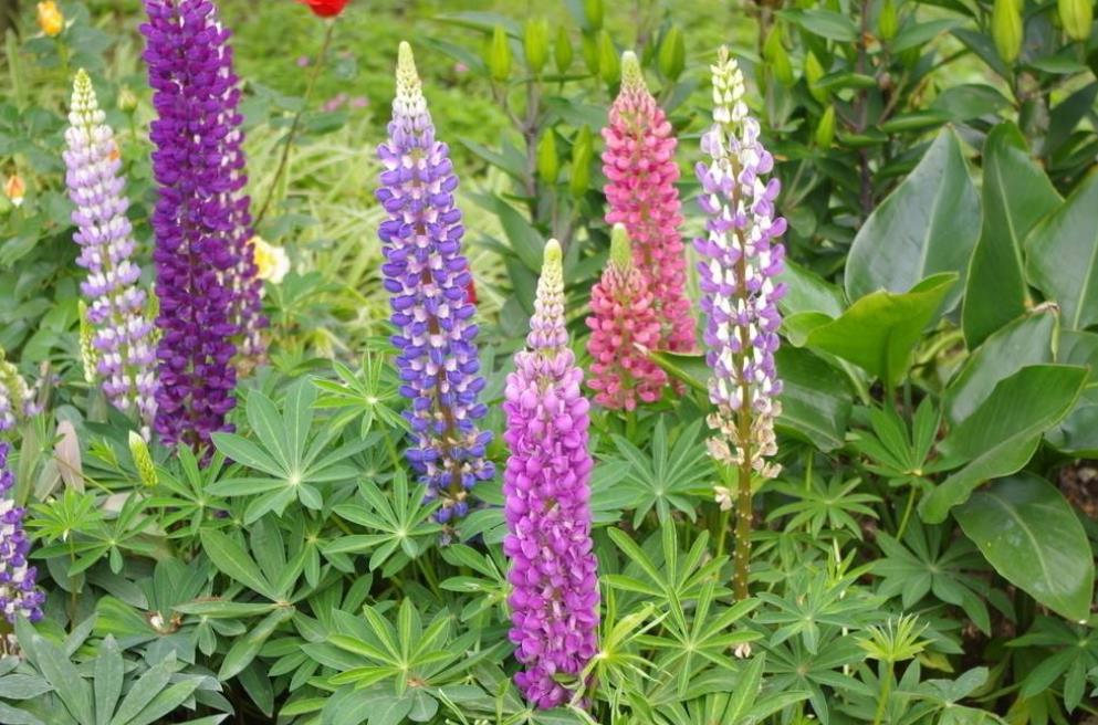 养花人的烦恼下雨刮风搬来搬去,养花的烦恼就是虫子