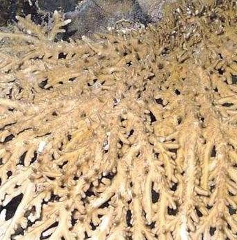 老中医可以给孩子起名吗,用中药名字给孩子取名可以吗