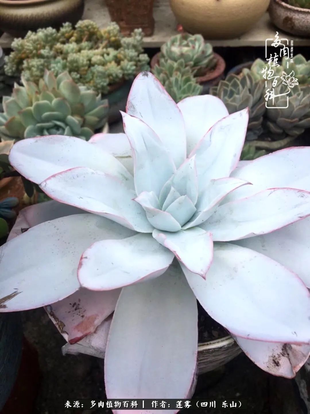 治愈系多肉精灵,初冬携一抹暖阳与多肉相伴