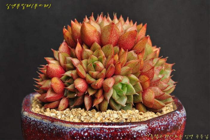 韩国多肉大全图片,多肉公主的图片