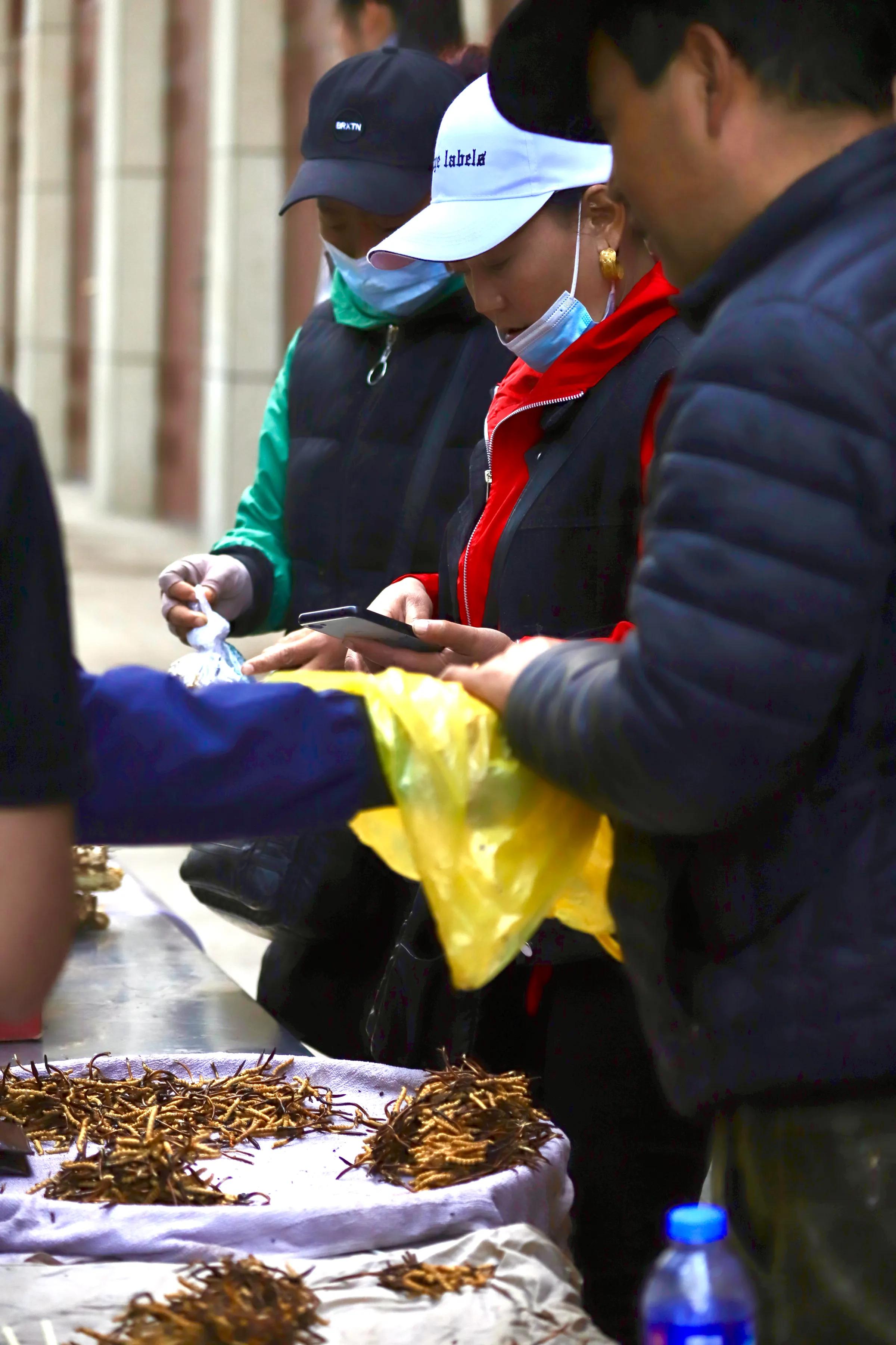 中国最大虫草市场,全国最大冬虫夏草集散地