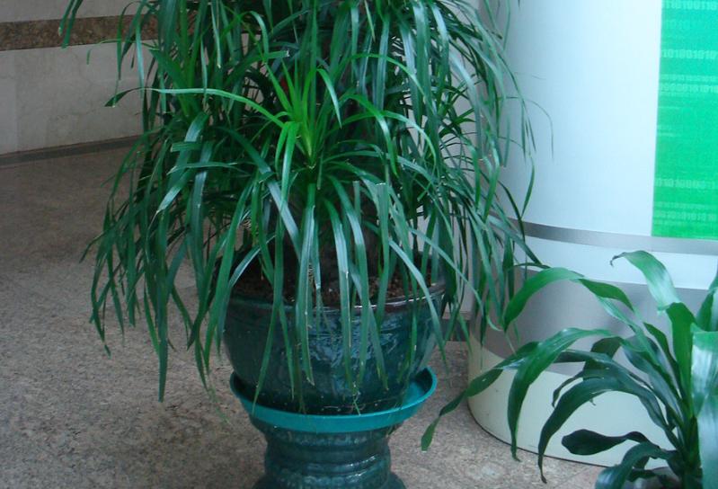 龙须树在客厅里养,室内龙须树怎么养得好