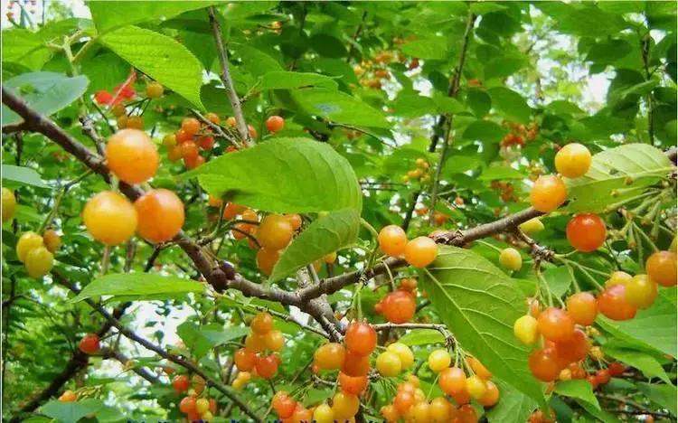 樱桃测评博主,樱桃测评