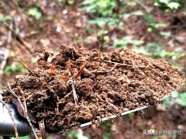 松针树底下的腐殖土种兰花怎么样,柳树叶加腐殖土种兰花好用不好用