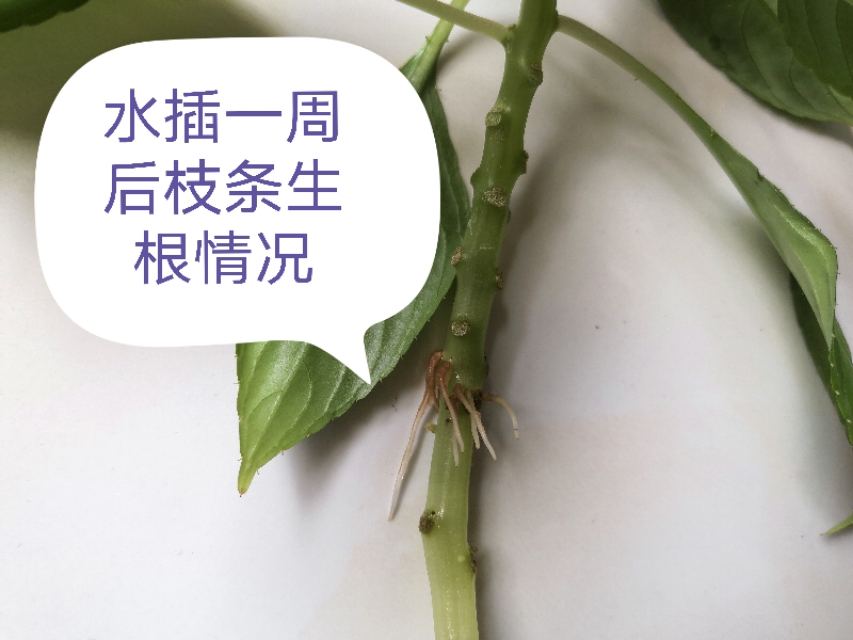 玻璃翠花怎么养殖视频教学,玻璃翠花卉养殖方法及注意事项