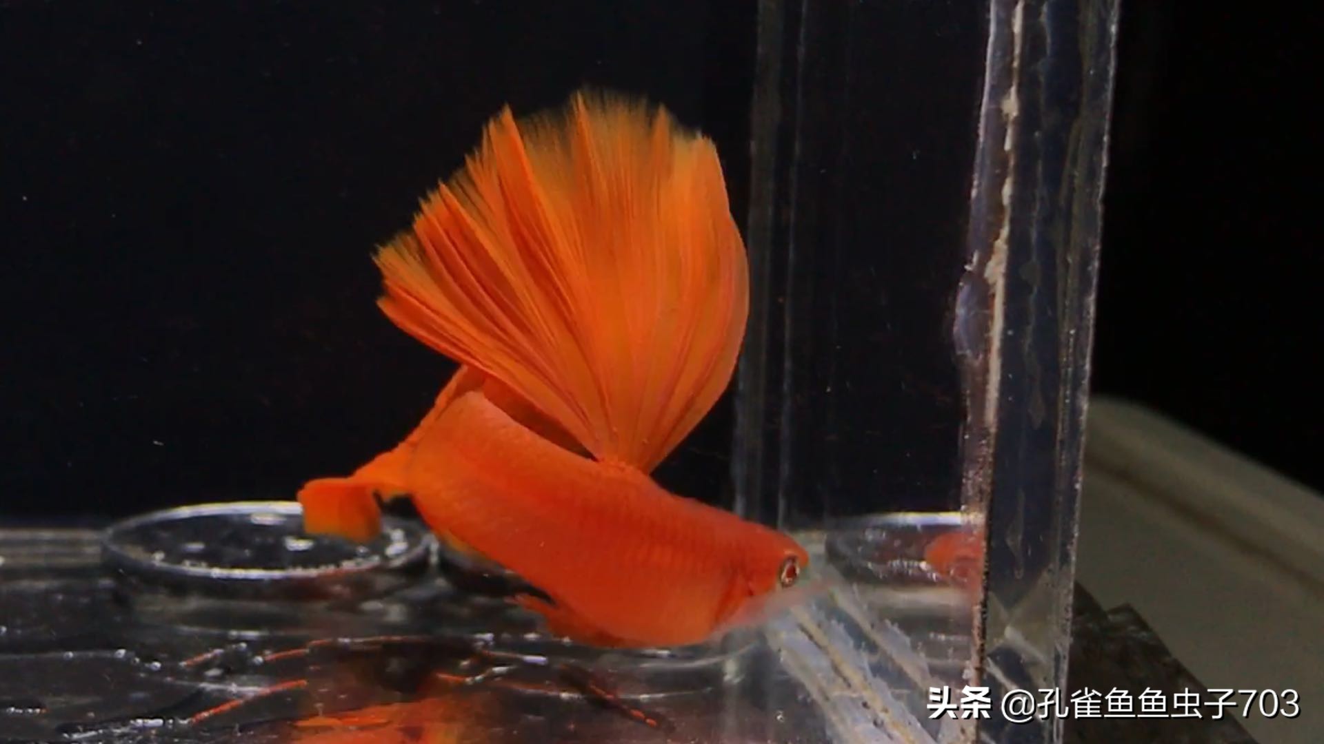 孔雀鱼喂食器原理图,孔雀鱼怀孕怎么喂食