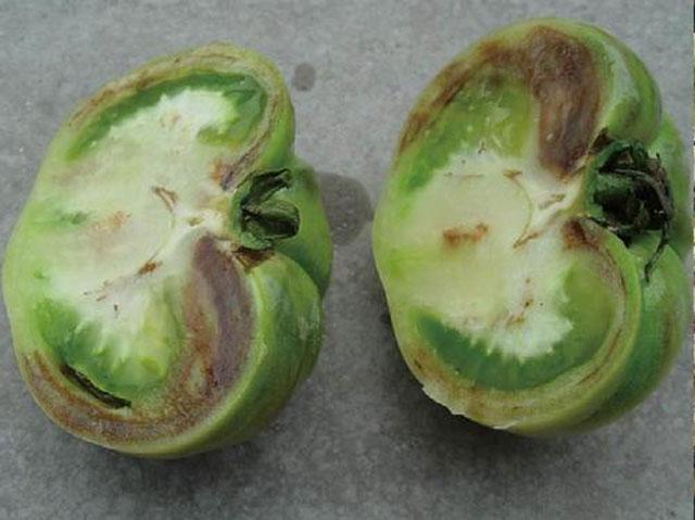 西红柿根腐病危害症状,西红柿茎基腐病原因