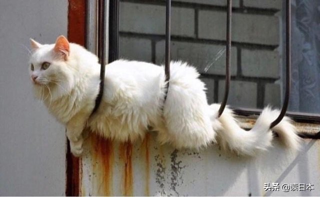 沙雕手办日本小哥,日本沙雕手办小哥