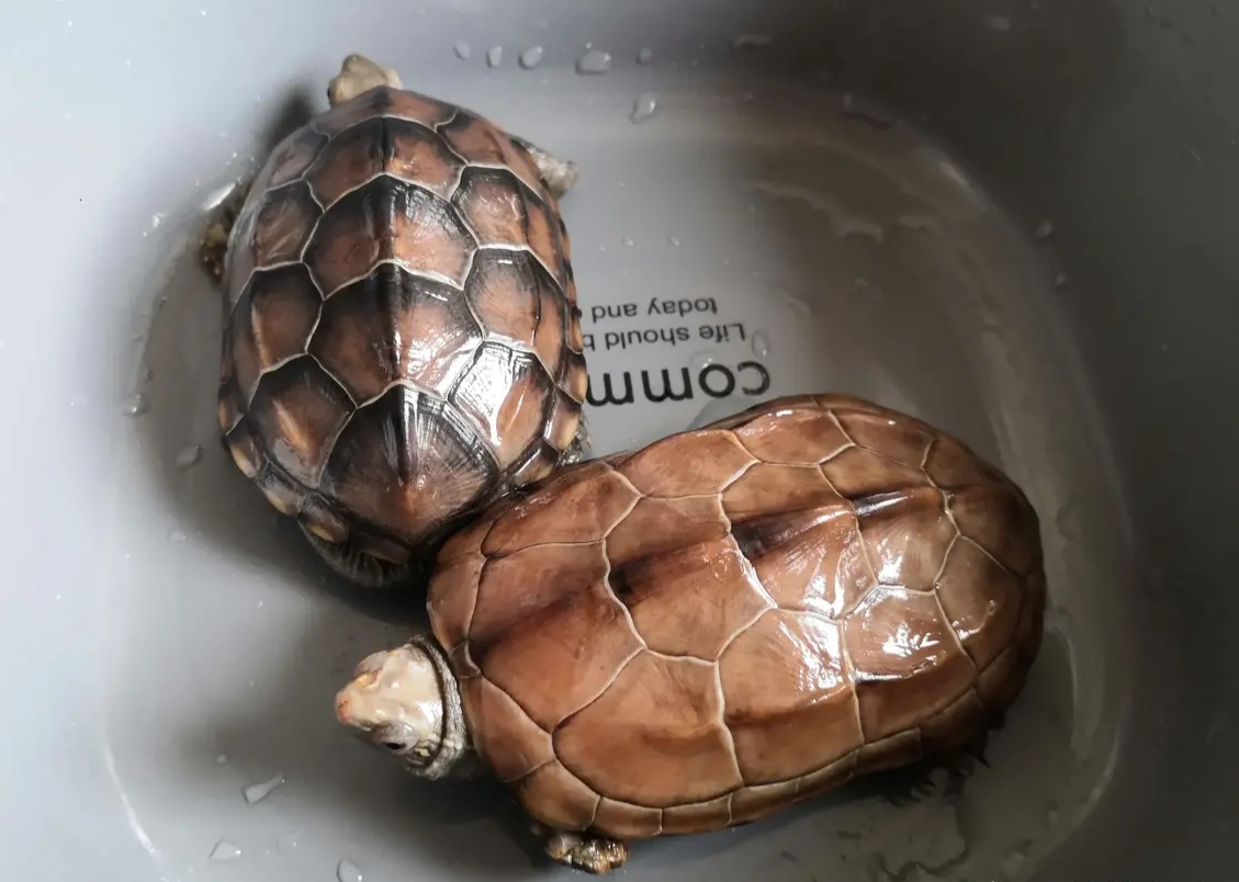 “熬过了天灾,却没躲过*祸人**!”放生成了送命,对不起,小乌龟