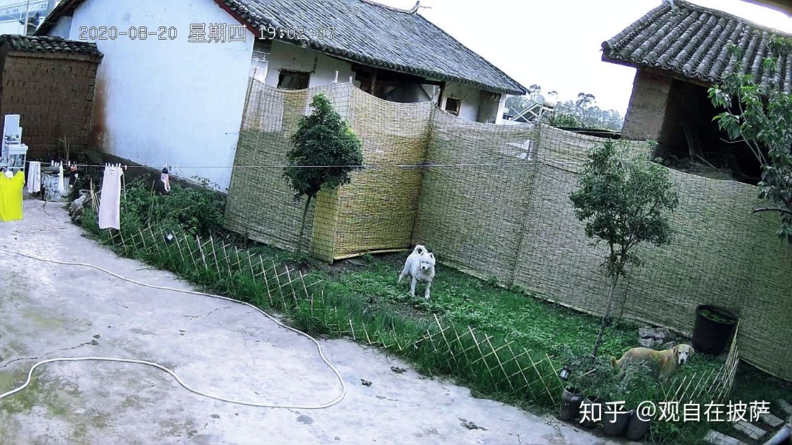 把宠物狗放到农村会怎样呢,如果把宠物狗放在野外会怎样