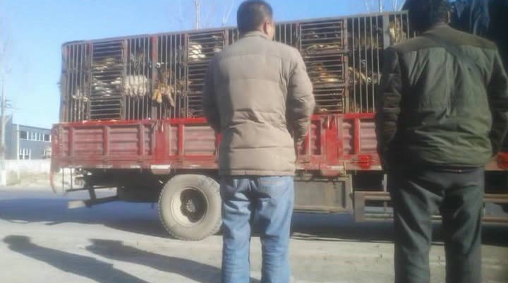 那些年我们养过的狗子,记者揭露藏獒黑幕