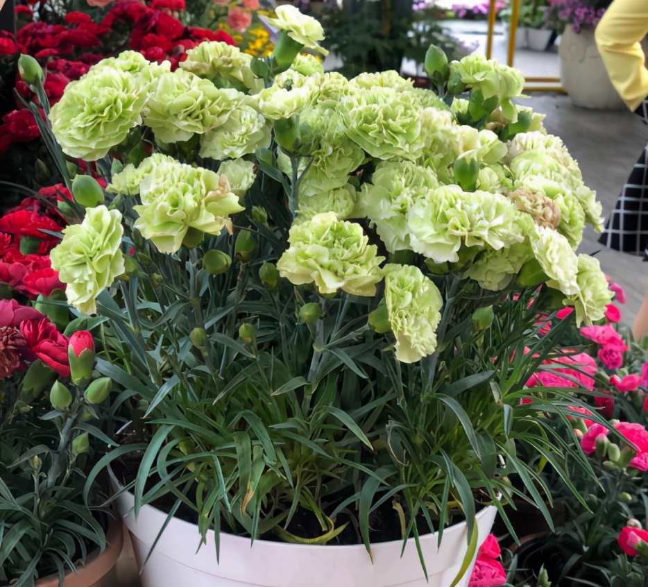 你准备好了吗幼儿版,你的康乃馨准备好了吗