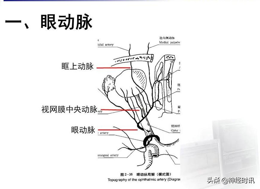 脑动脉解剖学讲解,脑膜中动脉解剖讲解
