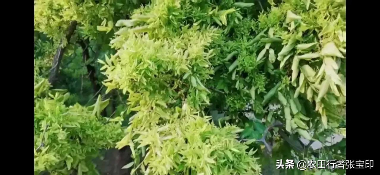 浅谈枣疯病的防治方法