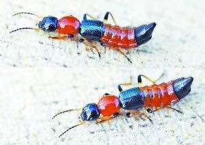 孩子身上有一条一条的痕迹痒,孩子身上感觉有虫子爬痒怎么回事