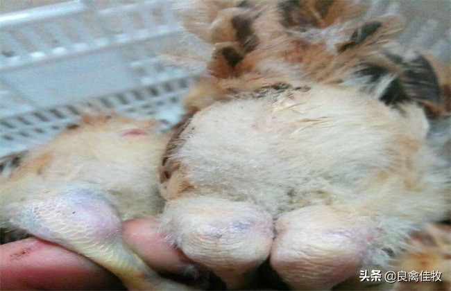 鸡脚软要喂什么药,鸡脚软无力怎么救