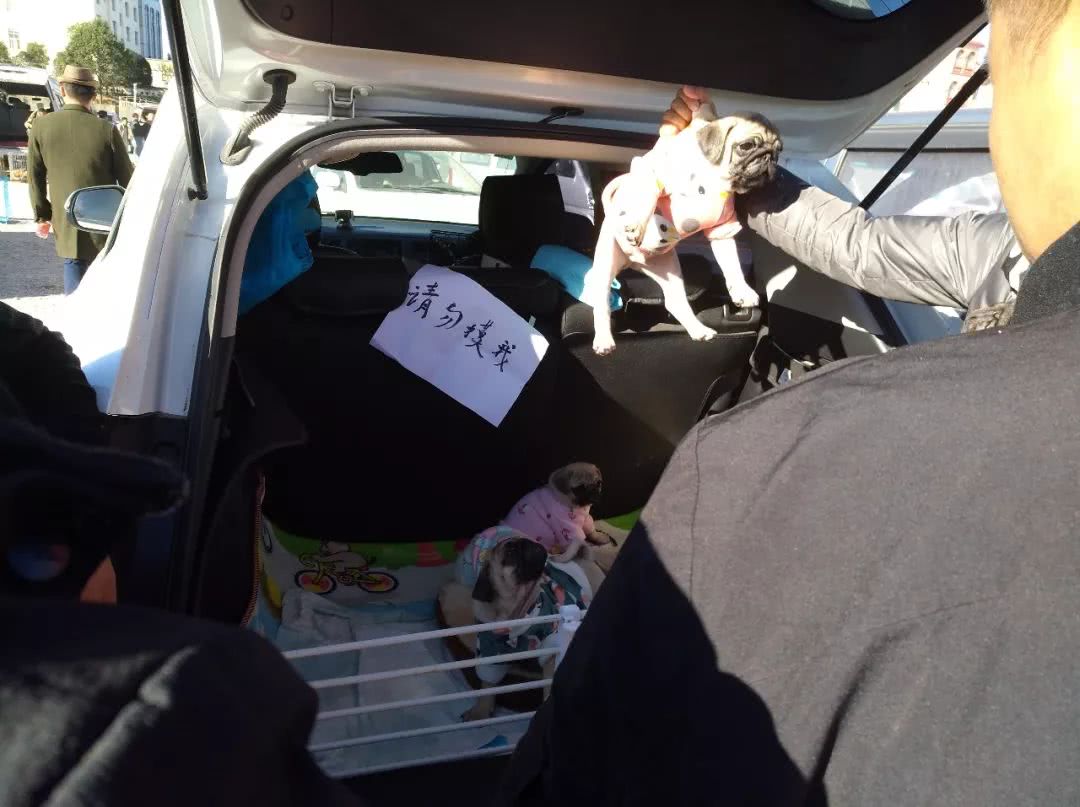 南宁巴哥幼犬出售300元以内,巴哥犬幼犬出售500元同城