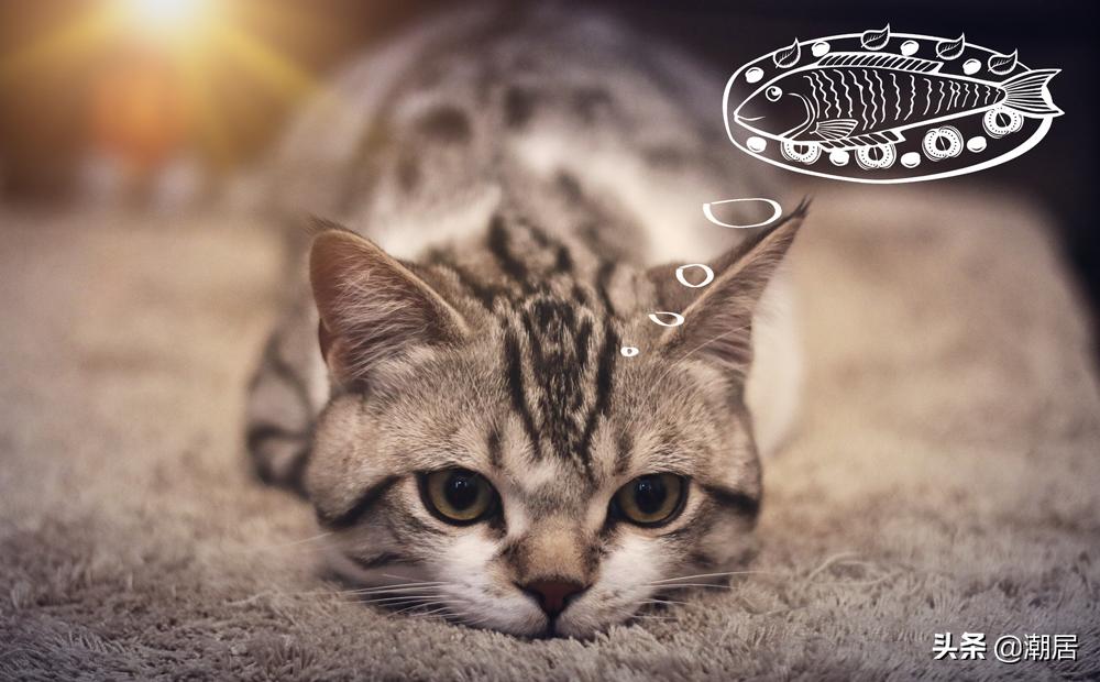 猫咪怎么吃得胖,猫猫太瘦怎么给它补充营养