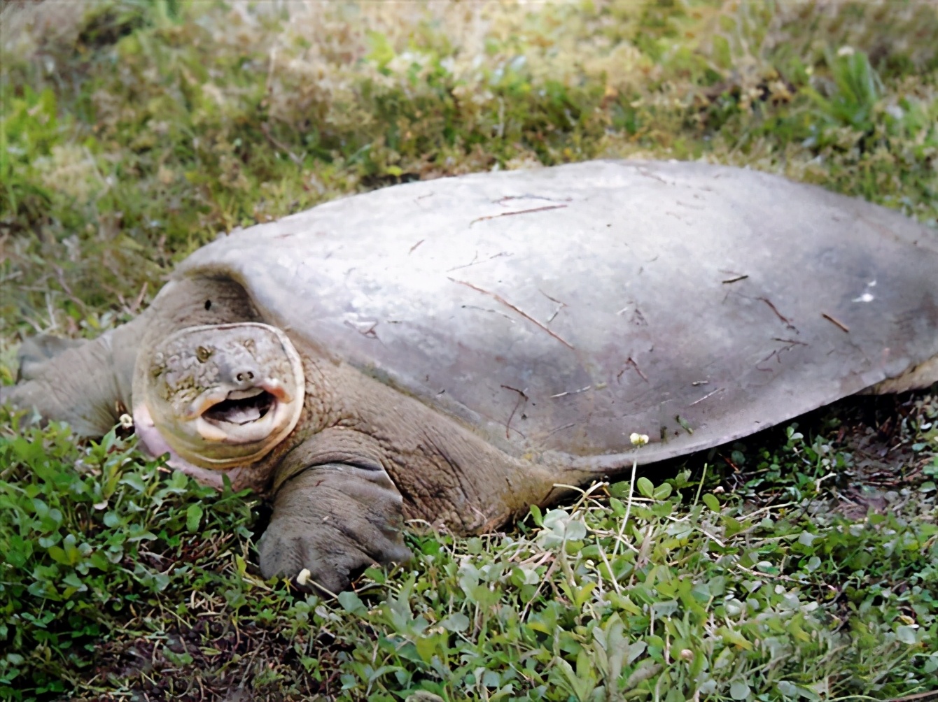 龟类纪录片,龟类图片