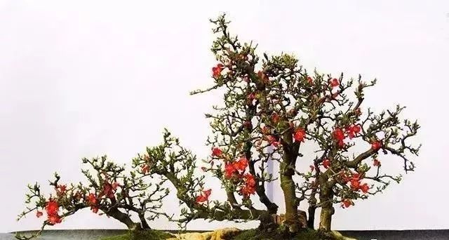 古朴自然盆景欣赏,造型极美的盆景一起来欣赏