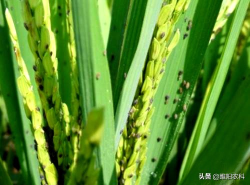 蚜虫飞虱专用速效杀虫剂,白飞虱蚜虫用什么药好