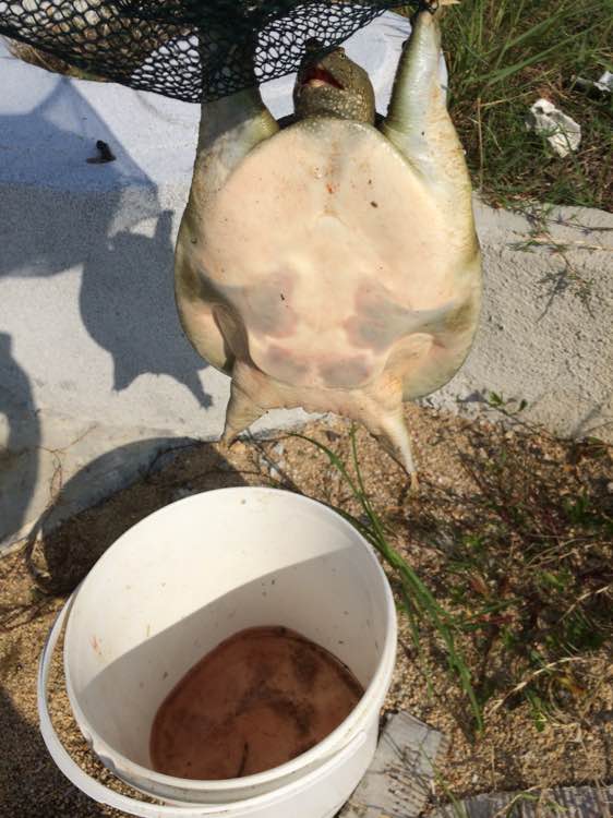 最简单最有效的钓甲鱼方法,甲鱼的正确钓法