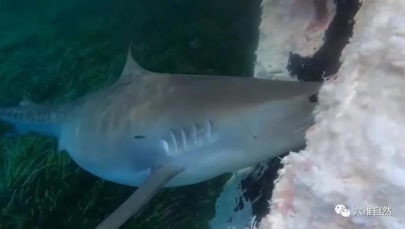 昆士兰座头鲸死亡,澳大利亚鲸鱼死亡36头