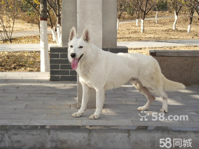 白色牧羊犬好养吗,白色德国牧羊犬是什么品种