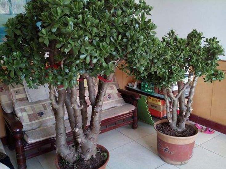 玉树叶子软绵绵的什么原因,玉树叶薄怎么回事