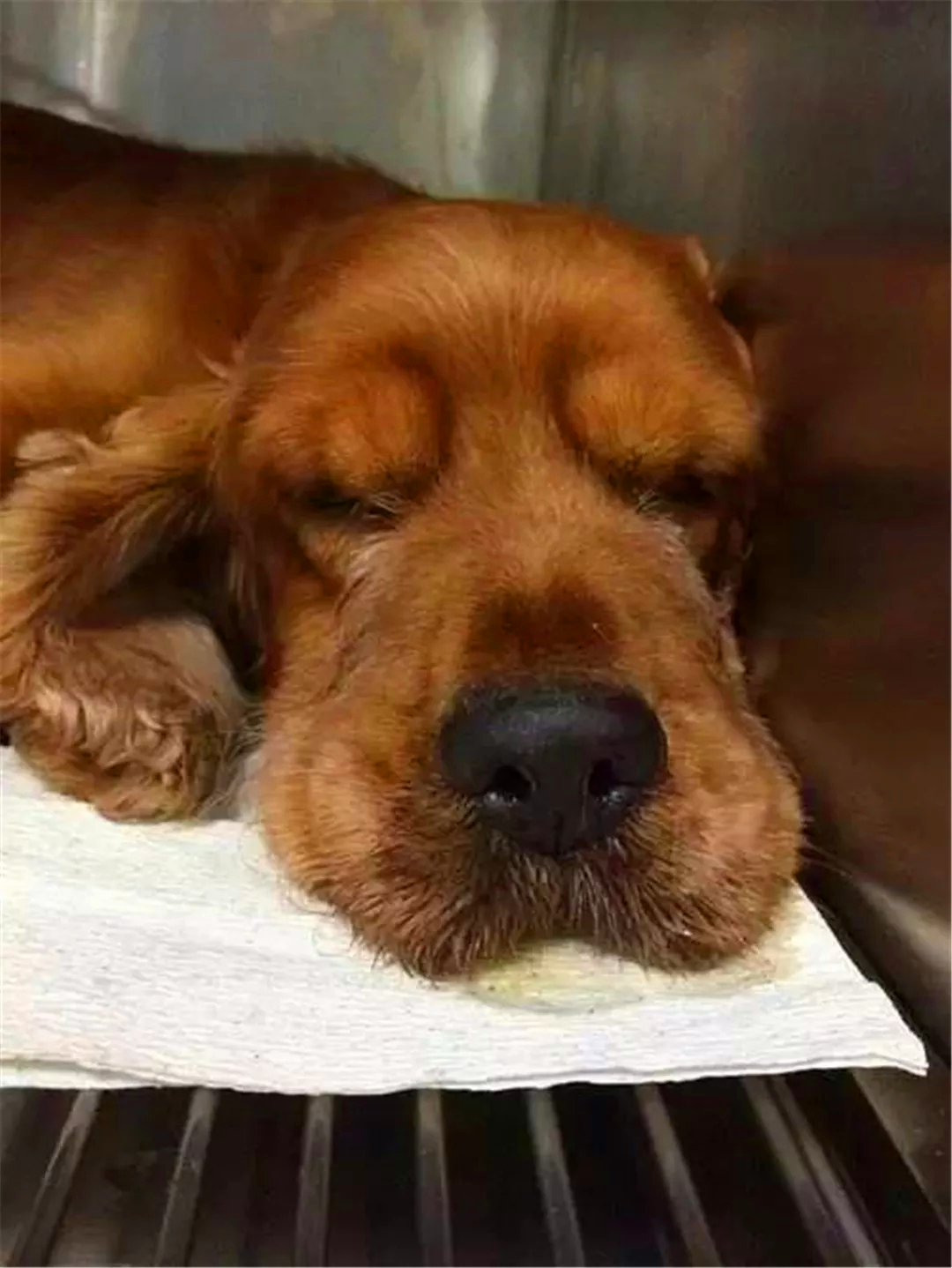 狗狗误舔了除菌液,狗狗不小心舔到84消毒液