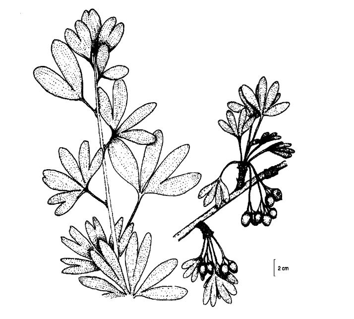 牛柳西芹白果,粤菜芦笋炒黑椒牛柳