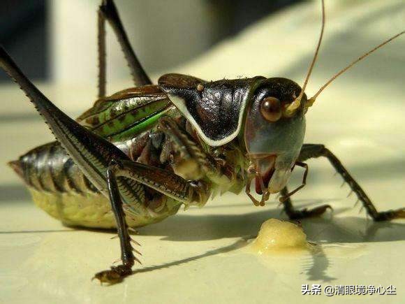 十大常见昆虫农村常见的20种昆虫,10种在家里可以找到的可怕昆虫