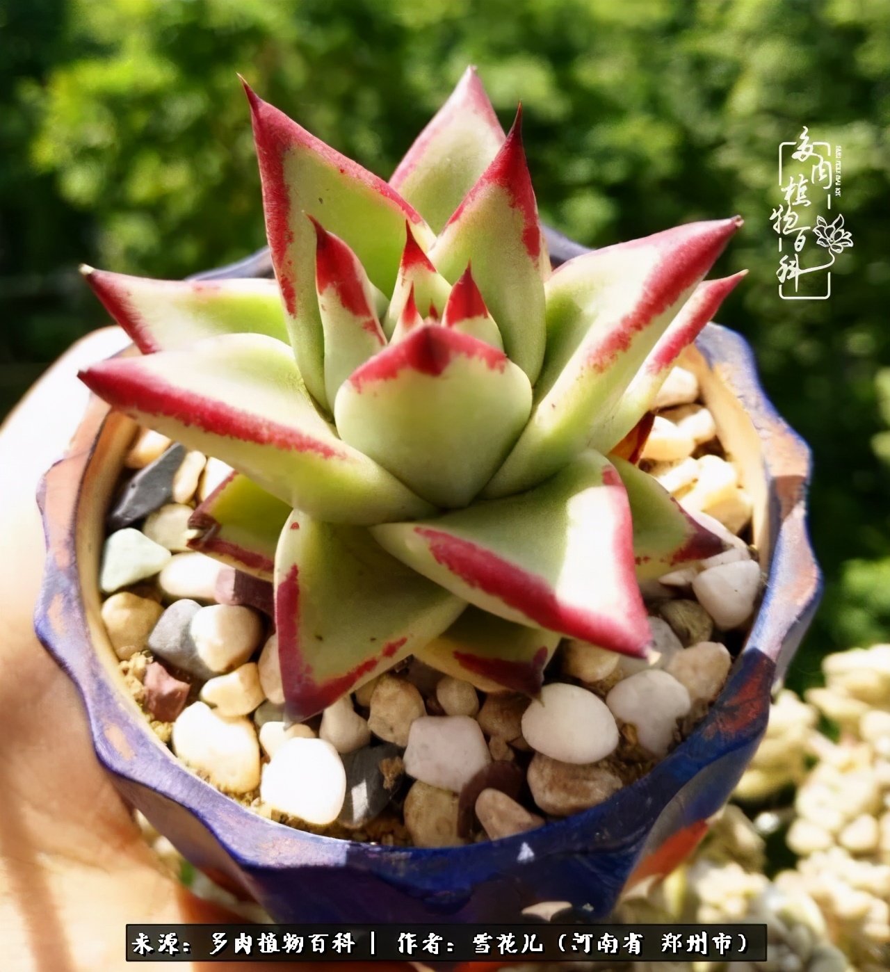 我的多肉乐园,多肉三寸阳台效果图