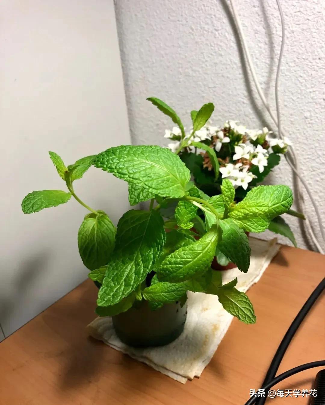 8种夏天常吃的花，清热降火，越吃越健康