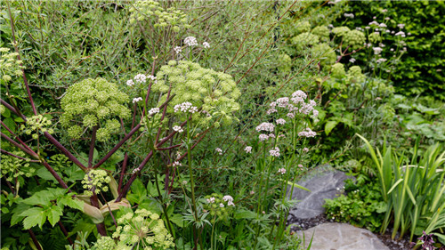 切尔西花展举办,2020年切尔西花展抢先看