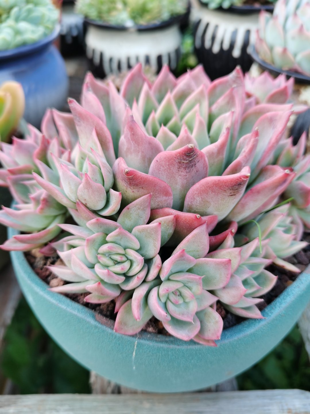 新手夏天养多肉5个保命秘籍,多肉高温雨季如何度夏养护