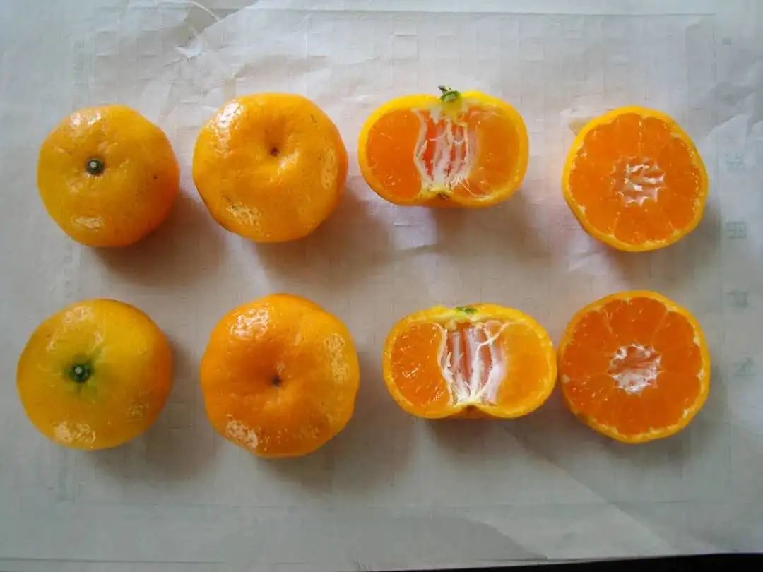 江西十大名水果,江西的十大水果