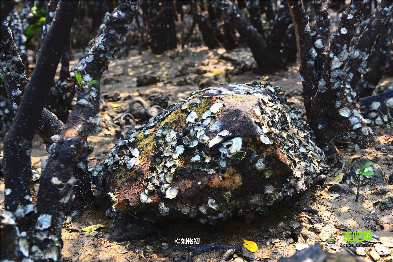 海滩怪石古渔村，名气不及三亚，但现在却越来越多东北人在此定居