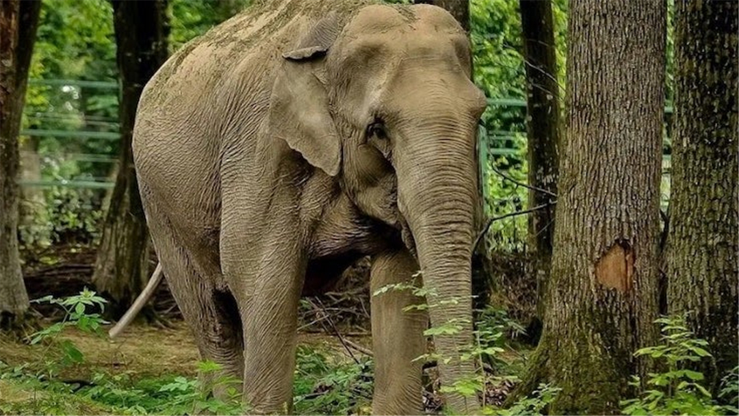 大象脚底可以感知很远的声音吗,大象听力来源于脚