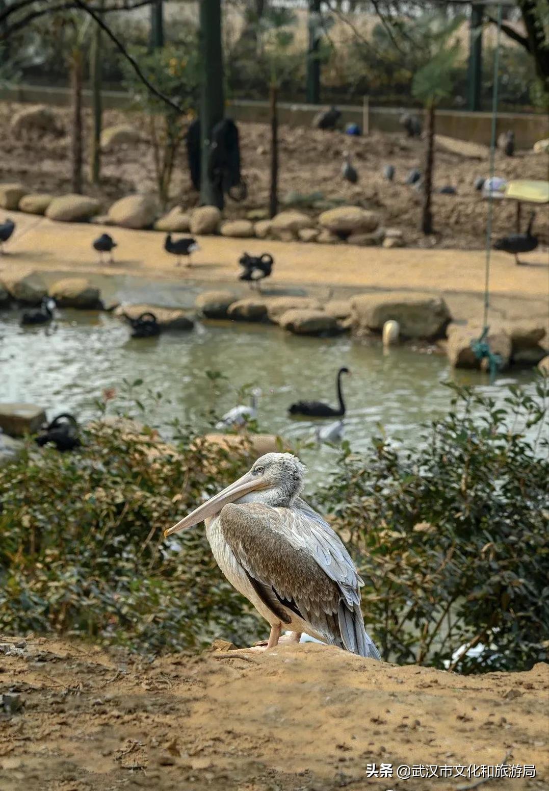 武汉野生动物王国怎么预约,武汉野生动物王国免门票