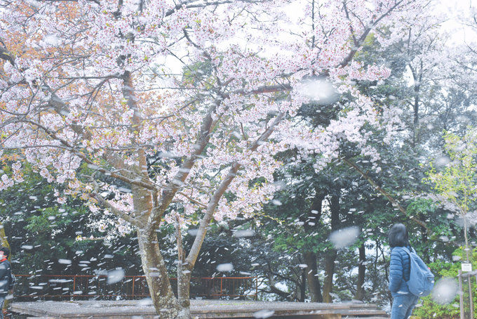 和大家一样去了大阪,但我不想随波逐流