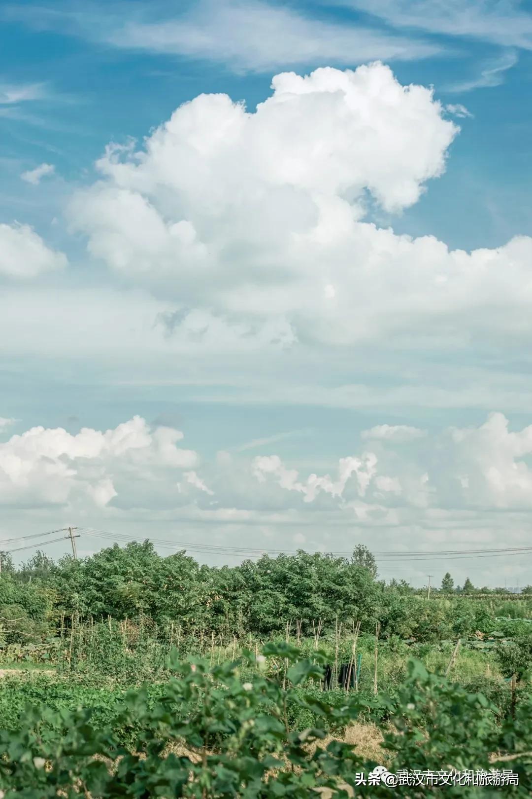 板栗葡萄采摘园,板栗桠葡萄采摘园