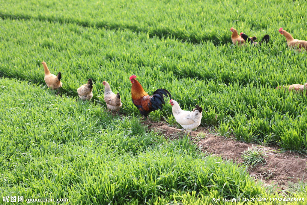 兔子怎么预防大肠杆菌,怎么预防蛋鸡大肠杆菌