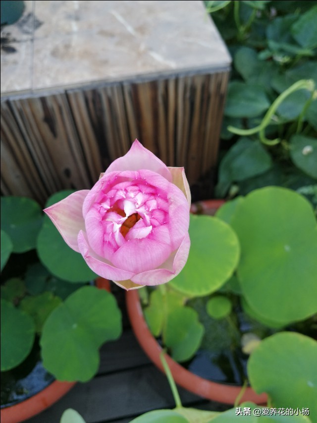 如何种植一盆漂亮的荷花，小杨有话说